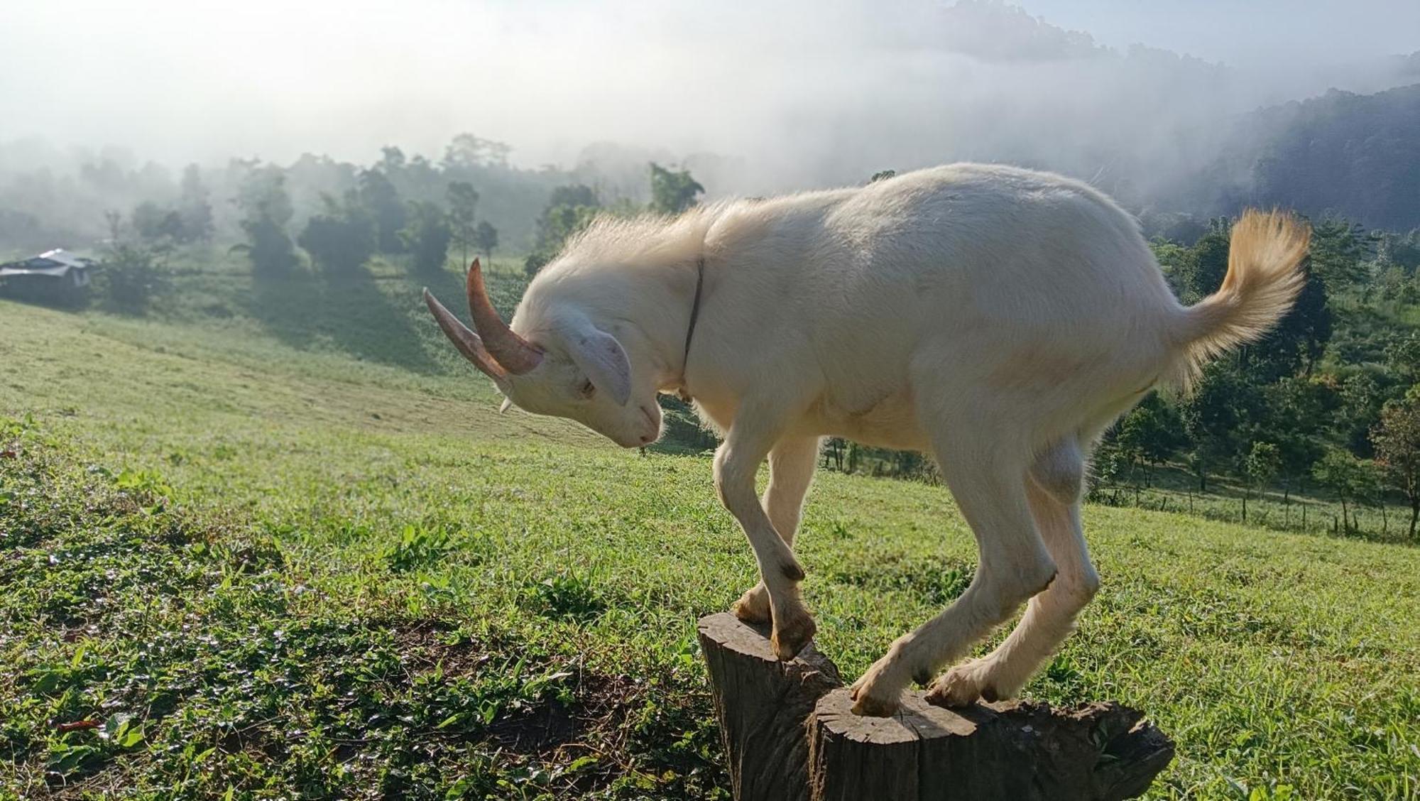 ไร่นิธิสุนทร Nithisoonthon Farmstay Mae Hong Son Bagian luar foto