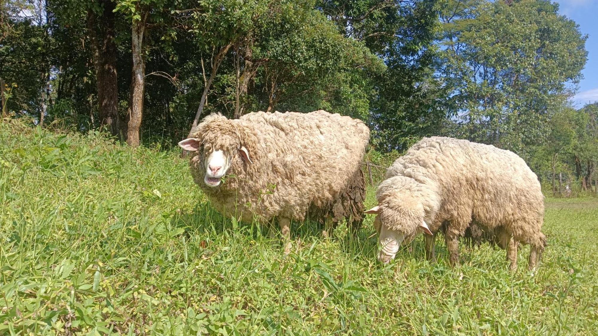 ไร่นิธิสุนทร Nithisoonthon Farmstay Mae Hong Son Bagian luar foto